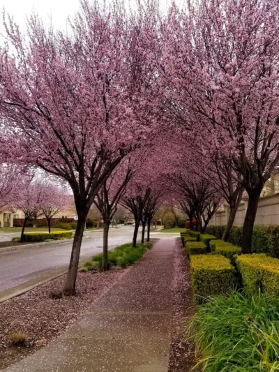Lathrop Dog Park - Lathrop, CA