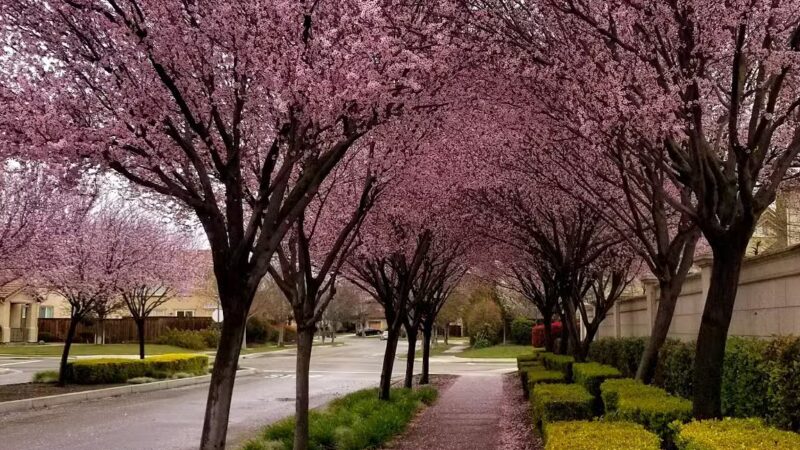 Lathrop Dog Park - Lathrop, CA