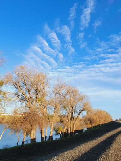 Lathrop Dog Park - Lathrop, CA
