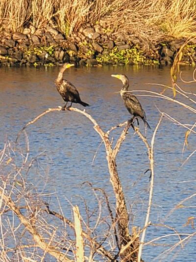 Lathrop Dog Park - Lathrop, CA