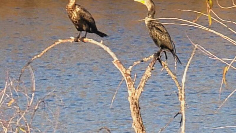 Lathrop Dog Park - Lathrop, CA