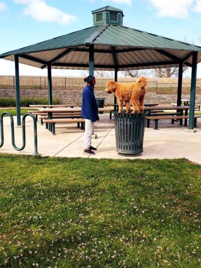 Lathrop Dog Park - Lathrop, CA