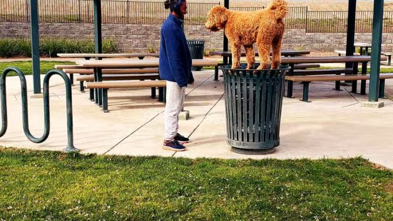 Lathrop Dog Park - Lathrop, CA