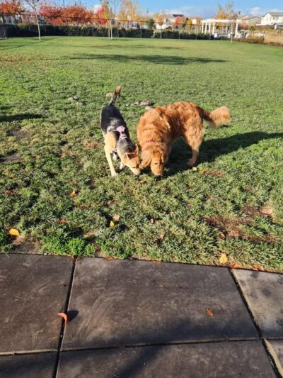 River Islands Dog Park - Lathrop, CA