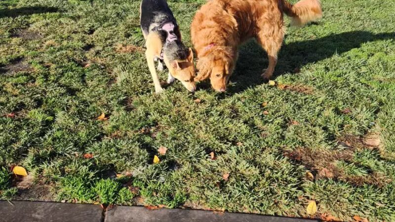 River Islands Dog Park - Lathrop, CA