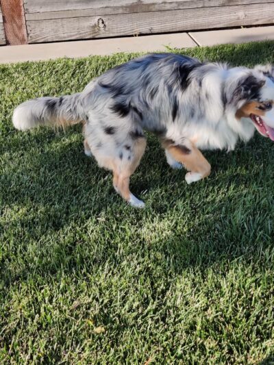 River Islands Dog Park - Lathrop, CA