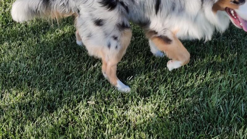 River Islands Dog Park - Lathrop, CA