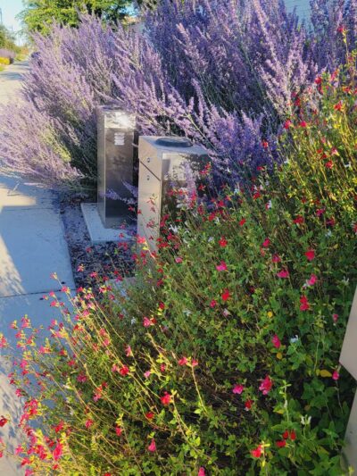 River Islands Dog Park - Lathrop, CA