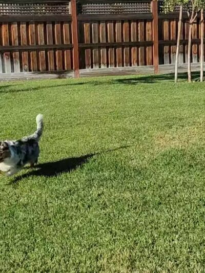 River Islands Dog Park - Lathrop, CA