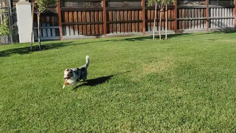 River Islands Dog Park - Lathrop, CA