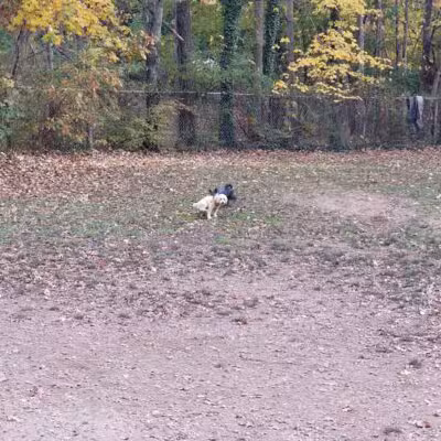 Dudley C Allen Playground & Dog Park - Leonia, NJ