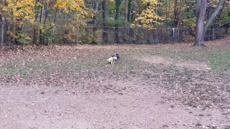 Dudley C Allen Playground & Dog Park - Leonia, NJ