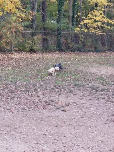 Dudley C Allen Playground & Dog Park - Leonia, NJ