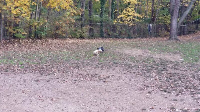 Dudley C Allen Playground & Dog Park - Leonia, NJ