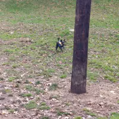 Dudley C Allen Playground & Dog Park - Leonia, NJ