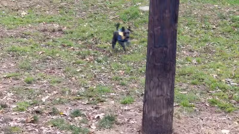 Dudley C Allen Playground & Dog Park - Leonia, NJ