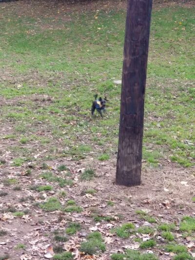 Dudley C Allen Playground & Dog Park - Leonia, NJ