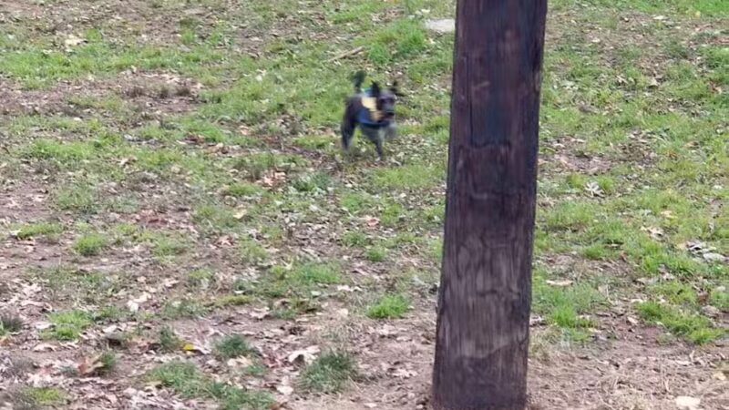 Dudley C Allen Playground & Dog Park - Leonia, NJ