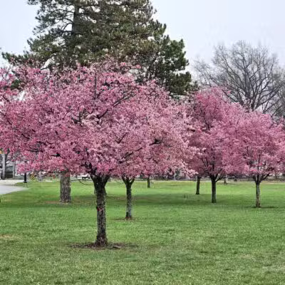 Overpeck Park Henry Hoebel Area - Leonia, NJ