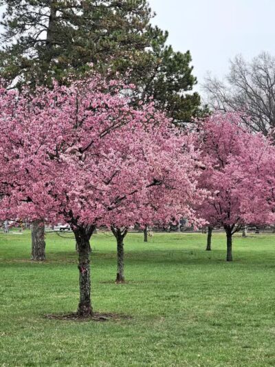 Overpeck Park Henry Hoebel Area - Leonia, NJ
