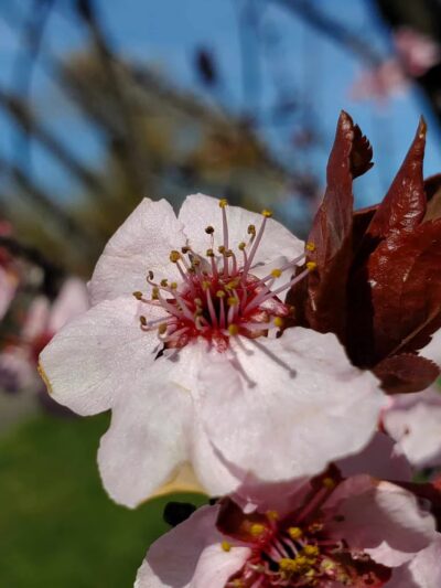 Overpeck Park Henry Hoebel Area - Leonia, NJ