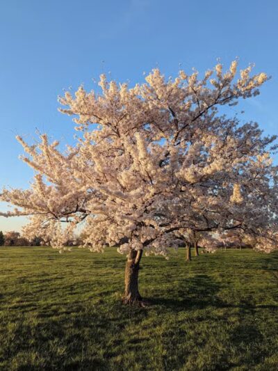 Overpeck Park Henry Hoebel Area - Leonia, NJ