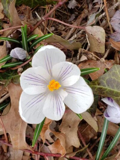 Sylvan Park - Leonia, NJ