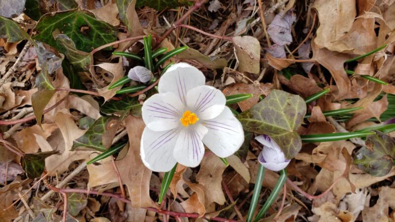 Sylvan Park - Leonia, NJ