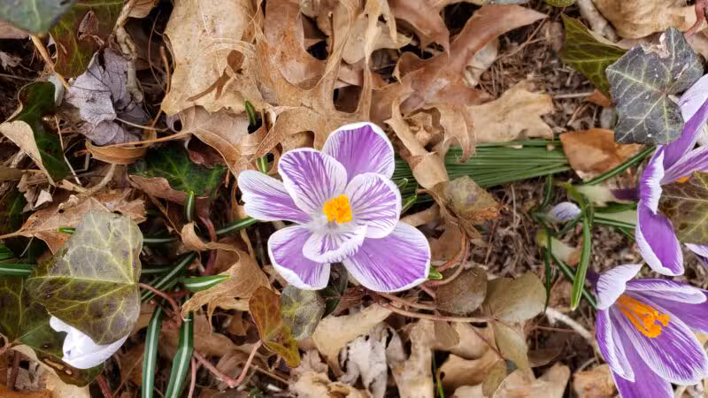 Sylvan Park - Leonia, NJ