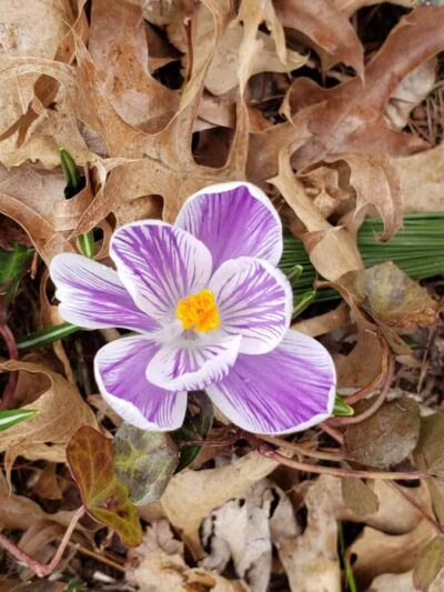 Sylvan Park - Leonia, NJ