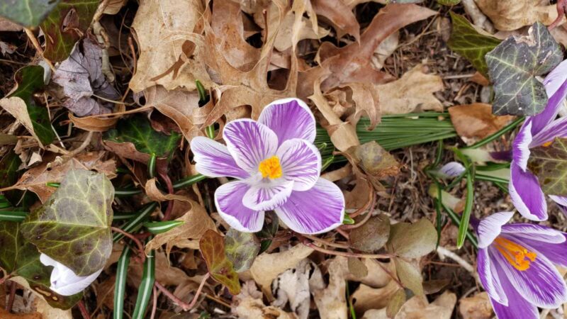 Sylvan Park - Leonia, NJ