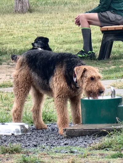 Lewes Unleashed Dog Park Private Park - Lewes, DE