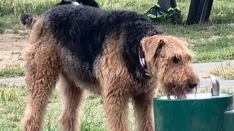 Lewes Unleashed Dog Park Private Park - Lewes, DE