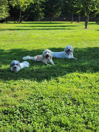 Lewes Unleashed Dog Park Private Park - Lewes, DE