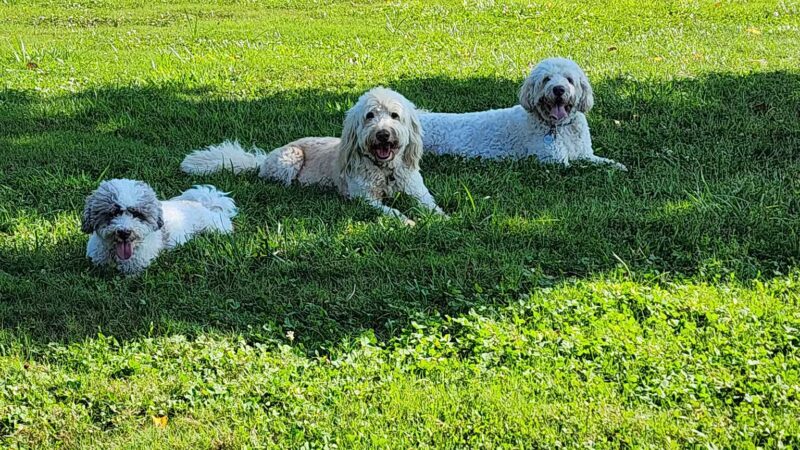 Lewes Unleashed Dog Park Private Park - Lewes, DE