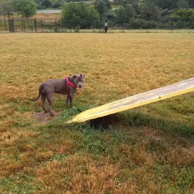 Lewiston Dog Park - Lewiston, NY