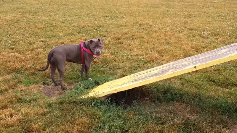 Lewiston Dog Park - Lewiston, NY