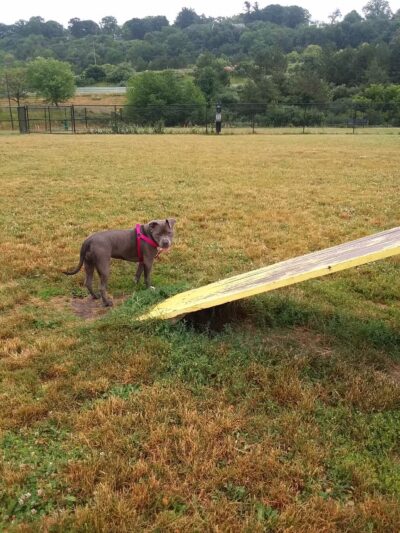 Lewiston Dog Park - Lewiston, NY