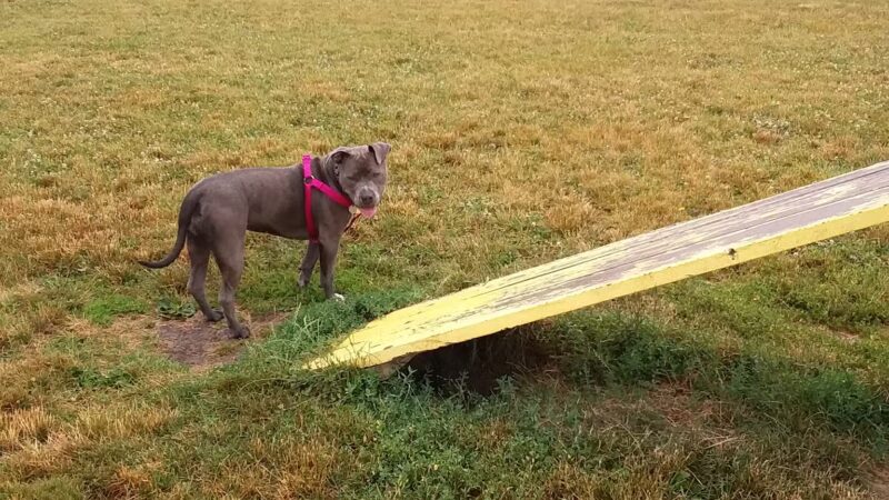 Lewiston Dog Park - Lewiston, NY
