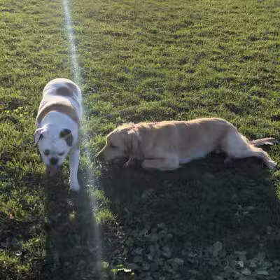 Lewiston Dog Park - Lewiston, NY