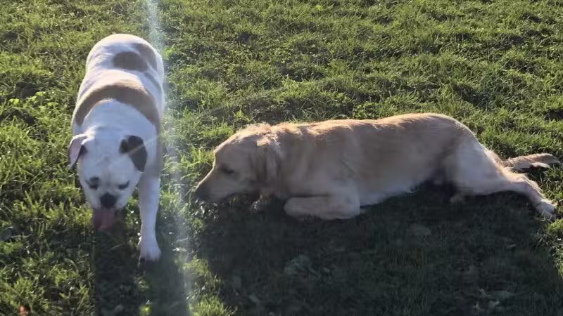 Lewiston Dog Park - Lewiston, NY