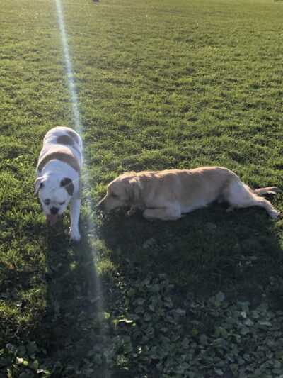 Lewiston Dog Park - Lewiston, NY