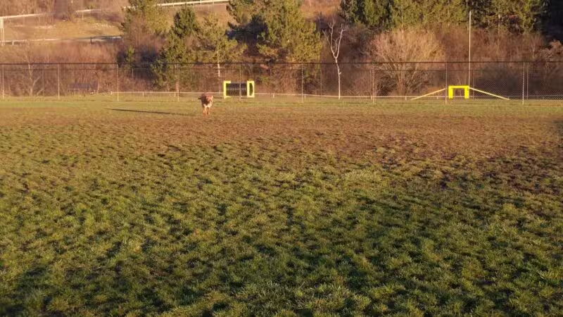 Lewiston Dog Park - Lewiston, NY