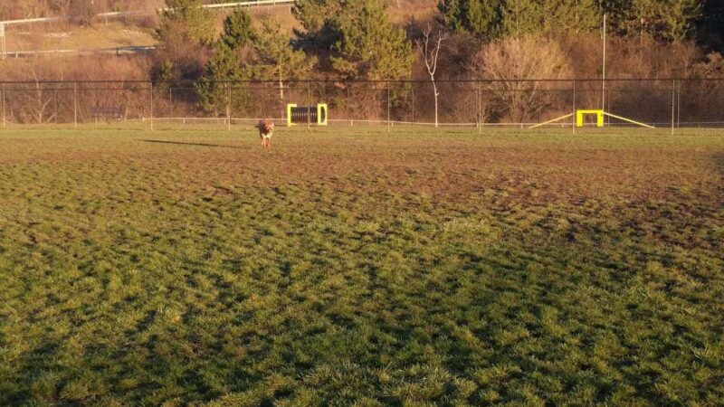 Lewiston Dog Park - Lewiston, NY