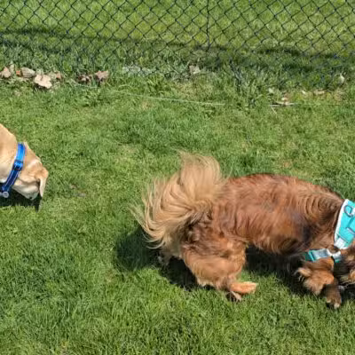 Lewiston Dog Park - Lewiston, NY