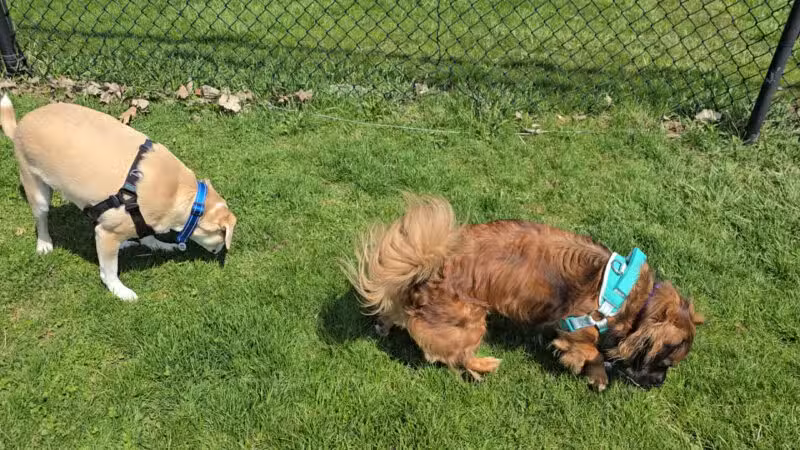 Lewiston Dog Park - Lewiston, NY
