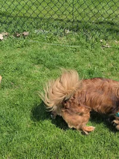 Lewiston Dog Park - Lewiston, NY