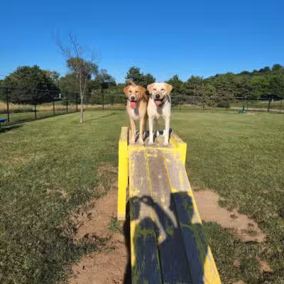 Lewiston Dog Park - Lewiston, NY
