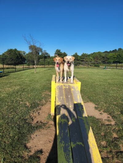 Lewiston Dog Park - Lewiston, NY