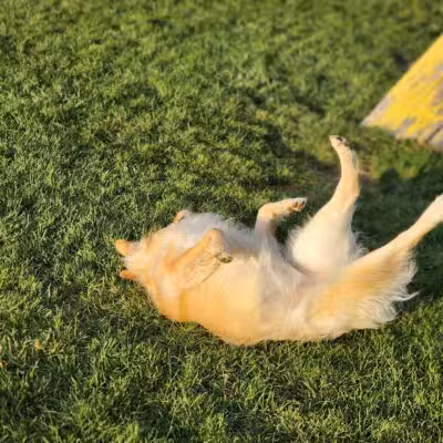Lewiston Dog Park - Lewiston, NY